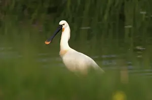 Quackjeswater: Eurasian Spoonbill