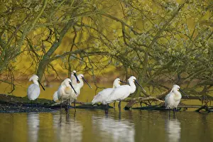 Quackjeswater: Eurasian Spoonbill