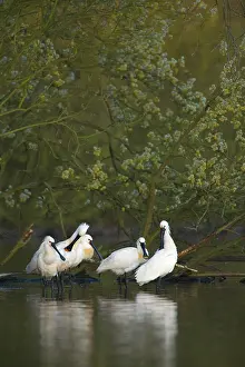 Quackjeswater: Eurasian Spoonbill