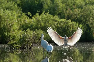 Quackjeswater: Eurasian Spoonbill