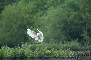 Quackjeswater: Eurasian Spoonbill
