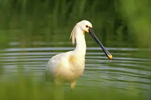 Quackjeswater: Eurasian Spoonbill