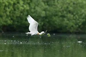 Quackjeswater: Eurasian Spoonbill