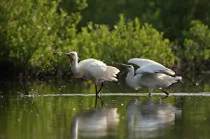 Quackjeswater: Eurasian Spoonbill