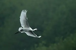 Spreaded: Eurasian Spoonbill