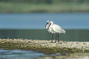 Grevelingen: Eurasian Spoonbill