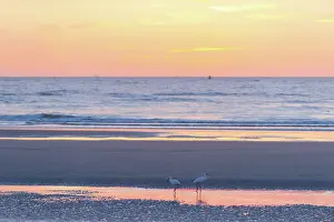 Overflakkee: Eurasian Spoonbill