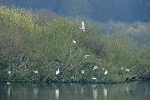 Quackjeswater: Eurasian Spoonbill