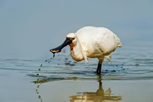 Wagejot: Eurasian Spoonbill