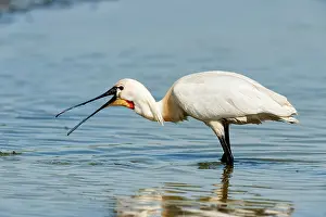 Wagejot: Eurasian Spoonbill