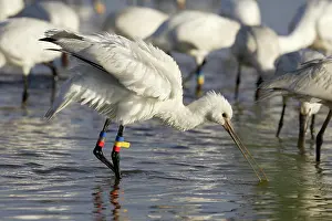 Sevilla: Eurasian Spoonbill