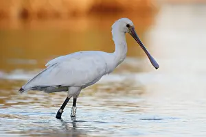 Sevilla: Eurasian Spoonbill