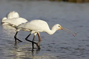 Sevilla: Eurasian Spoonbill