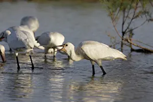 Sevilla: Eurasian Spoonbill
