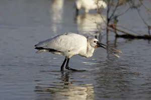 Sevilla: Eurasian Spoonbill