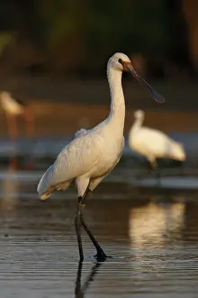 Sevilla: Eurasian Spoonbill