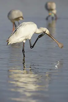 Sevilla: Eurasian Spoonbill