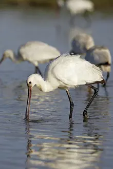 Sevilla: Eurasian Spoonbill