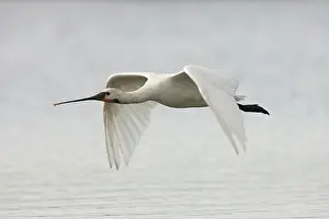 Sevilla: Eurasian Spoonbill