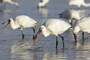 Sevilla: Eurasian Spoonbill