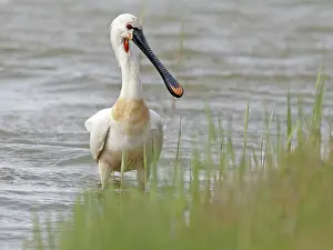 Jonker: Eurasian Spoonbill