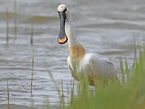 Jonker: Eurasian Spoonbill