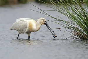 Jonker: Eurasian Spoonbill