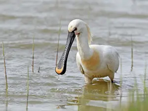 Jonker: Eurasian Spoonbill