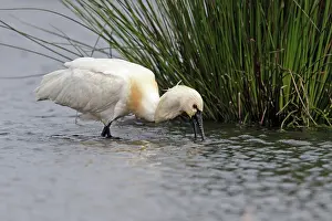 Jonker: Eurasian Spoonbill