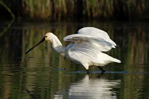 Jonker: Eurasian Spoonbill