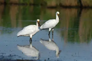 Jonker: Eurasian Spoonbill