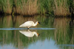 Jonker: Eurasian Spoonbill