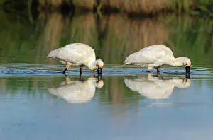 Jonker: Eurasian Spoonbill