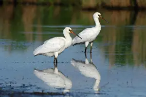 Jonker: Eurasian Spoonbill