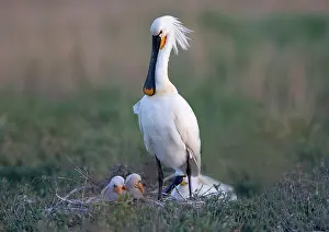 Leucorodia: Eurasian Spoonbill