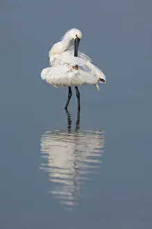 Oostvaardersplassen: Eurasian Spoonbill