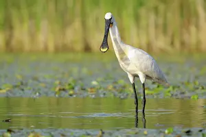 Nemzeti: Eurasian Spoonbill