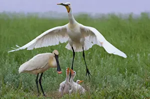 Leucorodia: Eurasian Spoonbill