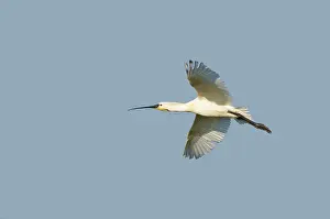 Leucorodia: Eurasian Spoonbill