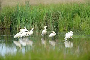 Zwarte: Eurasian Spoonbill