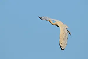 Keoladeo: Eurasian Spoonbill