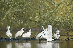 Leucorodia: Eurasian Spoonbill