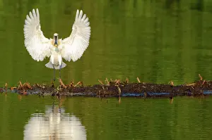 Leucorodia: Eurasian Spoonbill