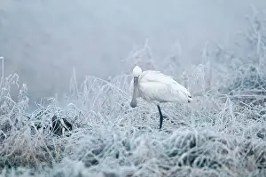 Zeeland: Eurasian Spoonbill