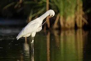 Sevilla: Eurasian Spoonbill