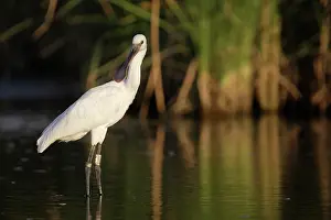 Sevilla: Eurasian Spoonbill