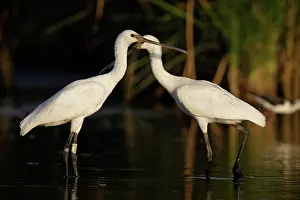 Platalea: Eurasian Spoonbill