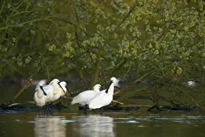 Platalea: Eurasian Spoonbill