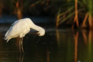 Platalea: Eurasian Spoonbill
