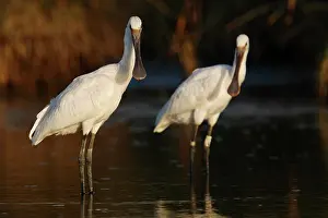 Platalea: Eurasian Spoonbill